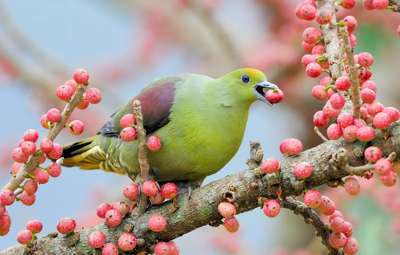 Photo wallpaper branches, green, berries, tree, bird, dove, fruit, pink