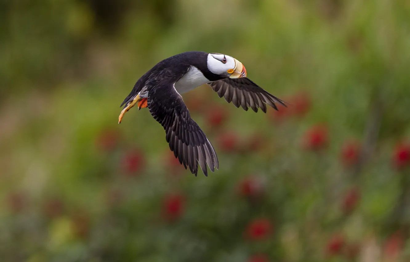 Photo wallpaper flight, bird, stalled
