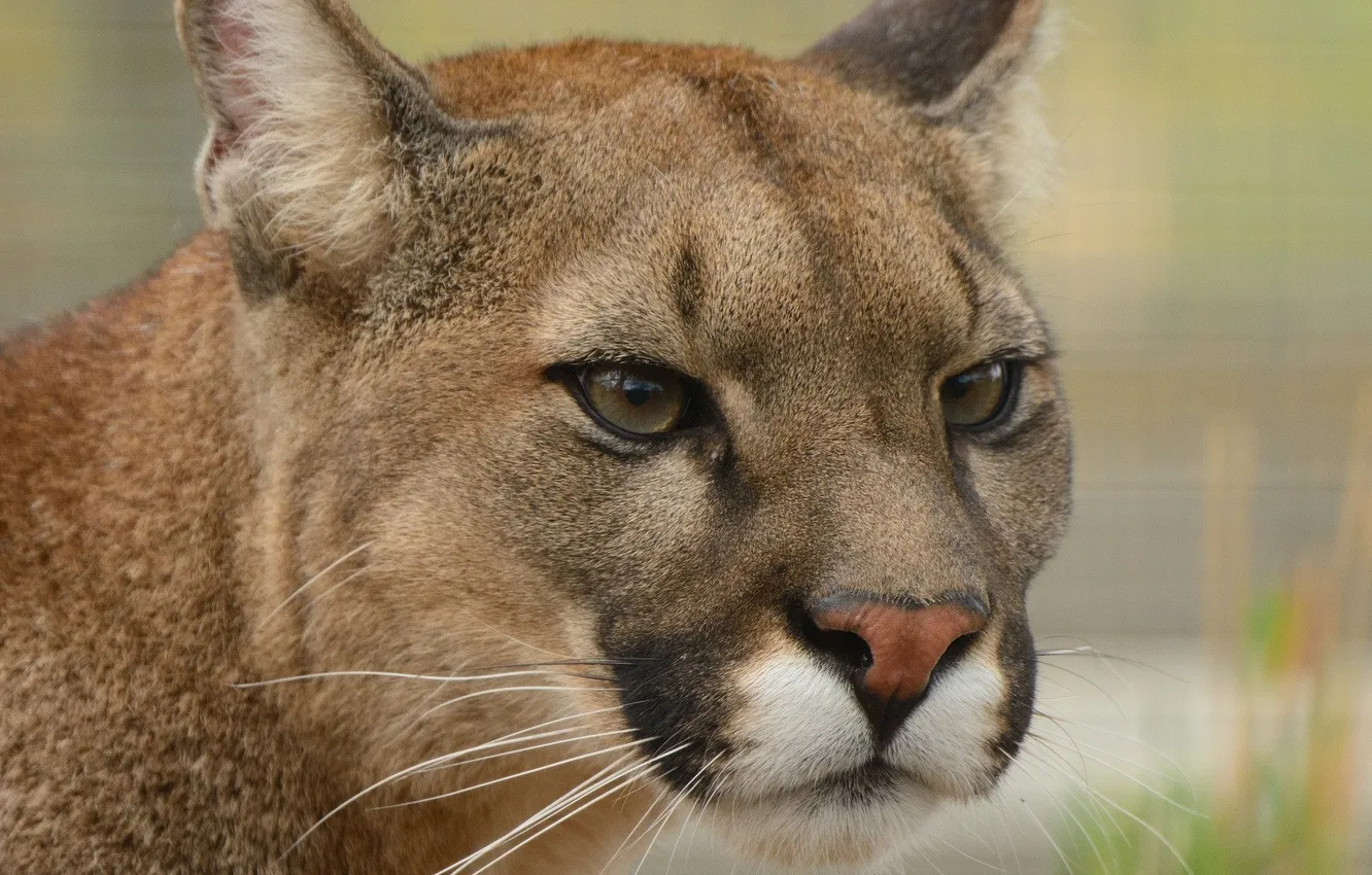 Photo wallpaper animal, wildlife, Puma, big cats, PUMA'S