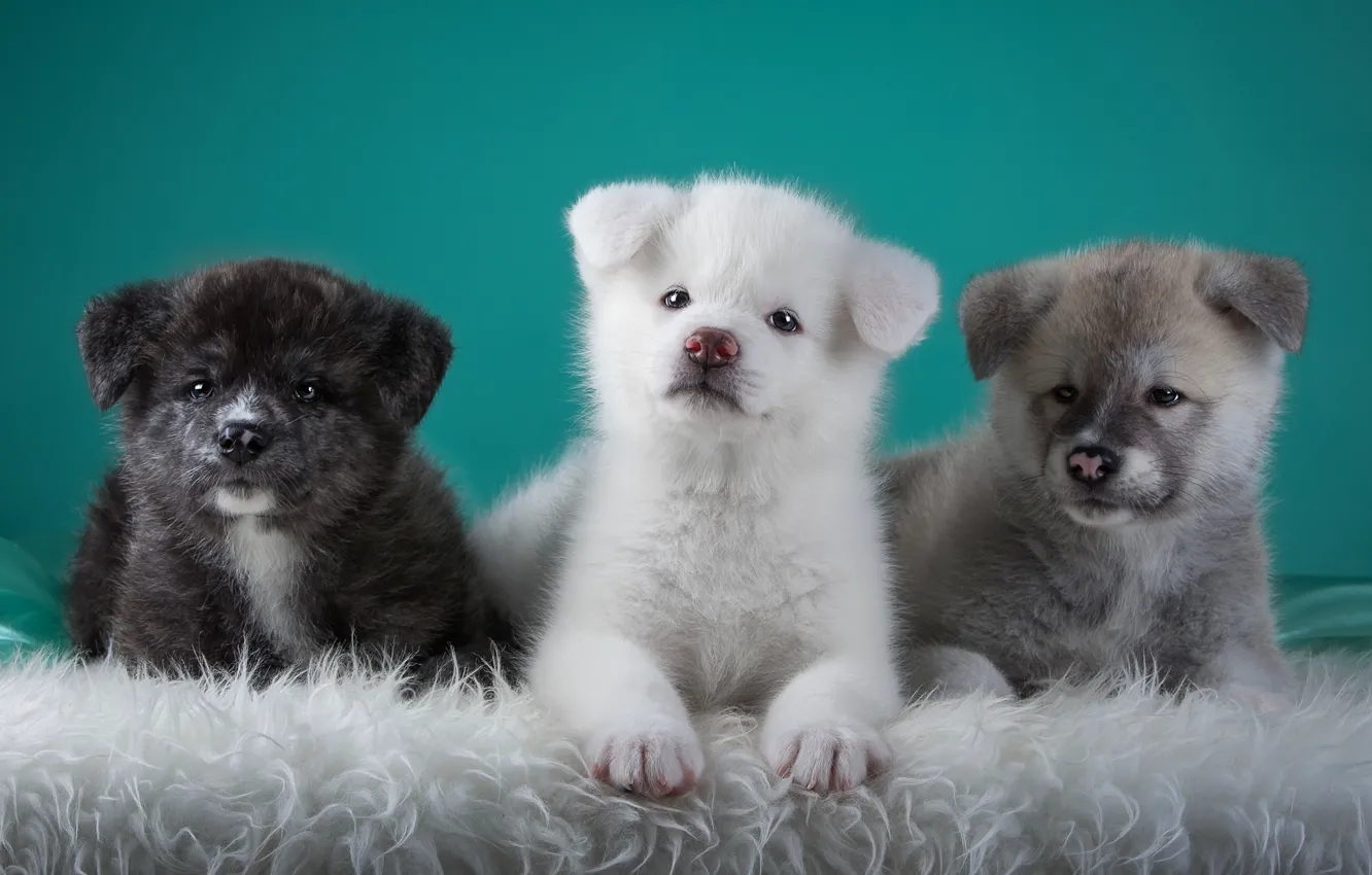 Photo wallpaper puppies, trio, Japanese Akita