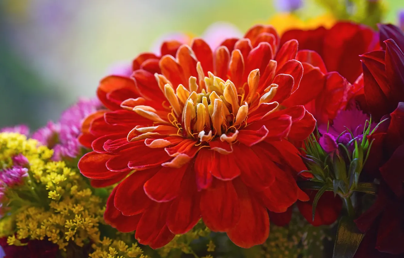 Photo wallpaper flowers, red, bouquet, different, zinnia