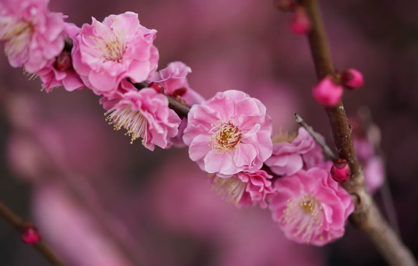 Photo wallpaper flowers, branch, spring, Sakura, pink, flowering, blurred background