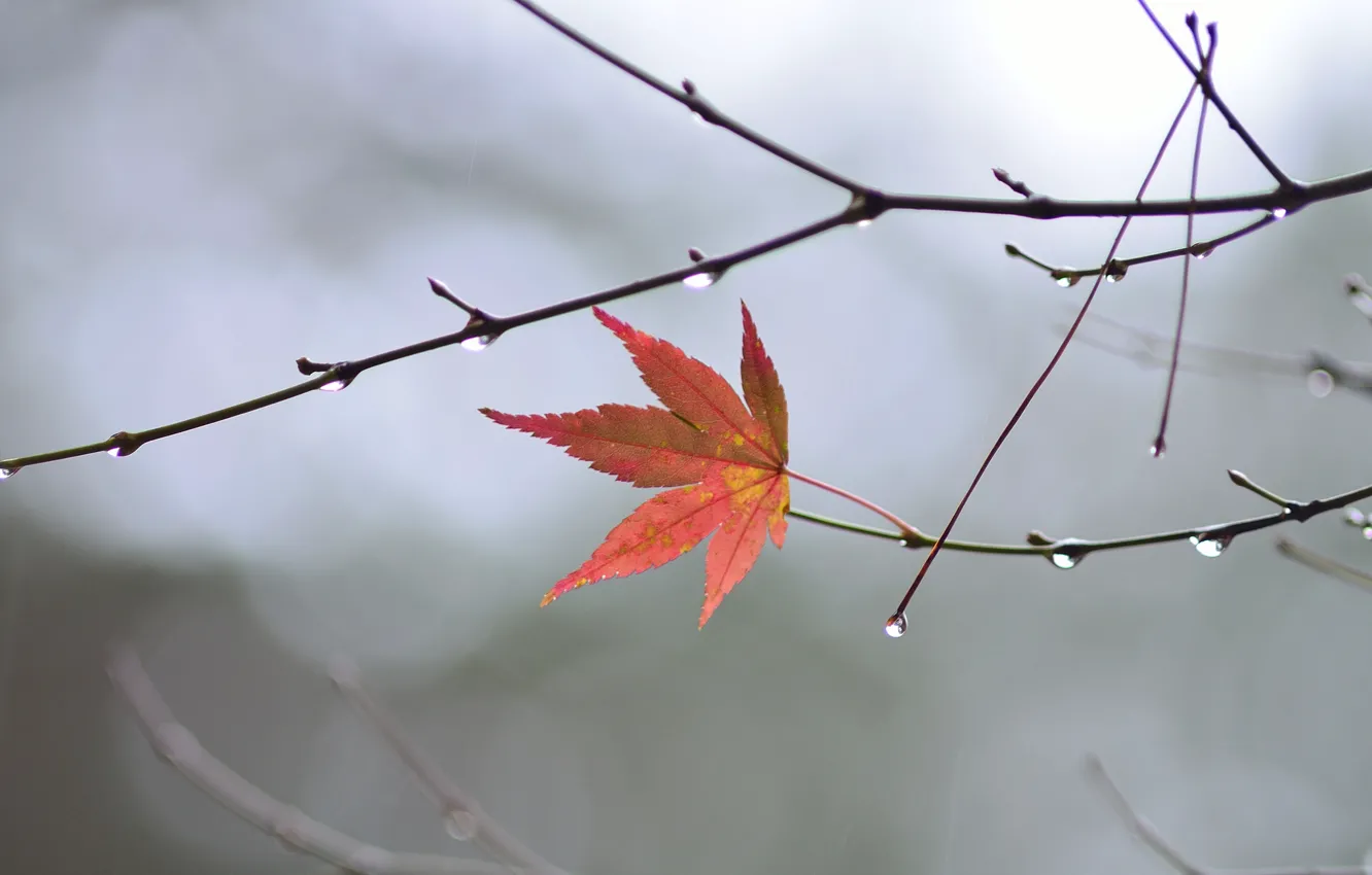 Photo wallpaper autumn, leaves, drops, macro, branches