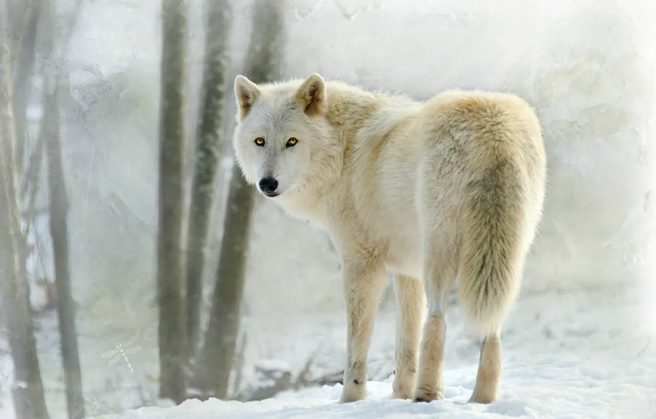 Photo wallpaper white, snow, wolf