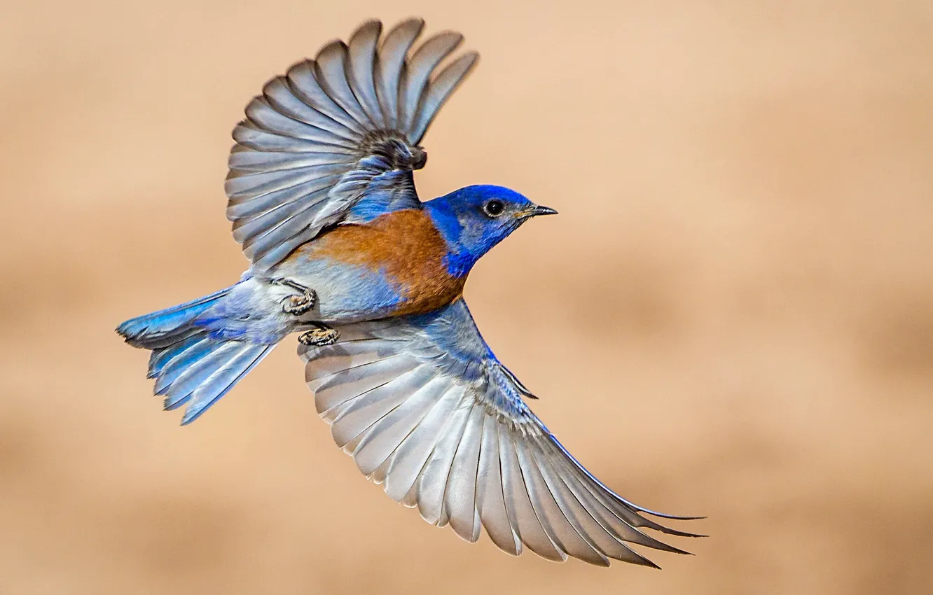 Photo wallpaper bird, wings, Western sialia