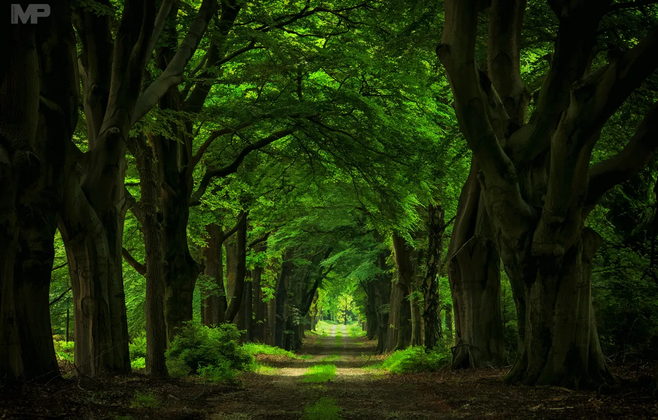 Photo wallpaper road, trees, arch, trunk, giant, alley