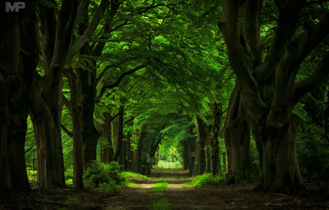 Photo wallpaper road, trees, trunks, arch, alley, giants