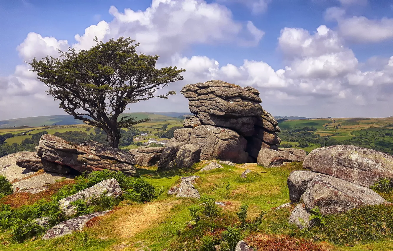 Photo wallpaper stones, tree, England, Dartmoor