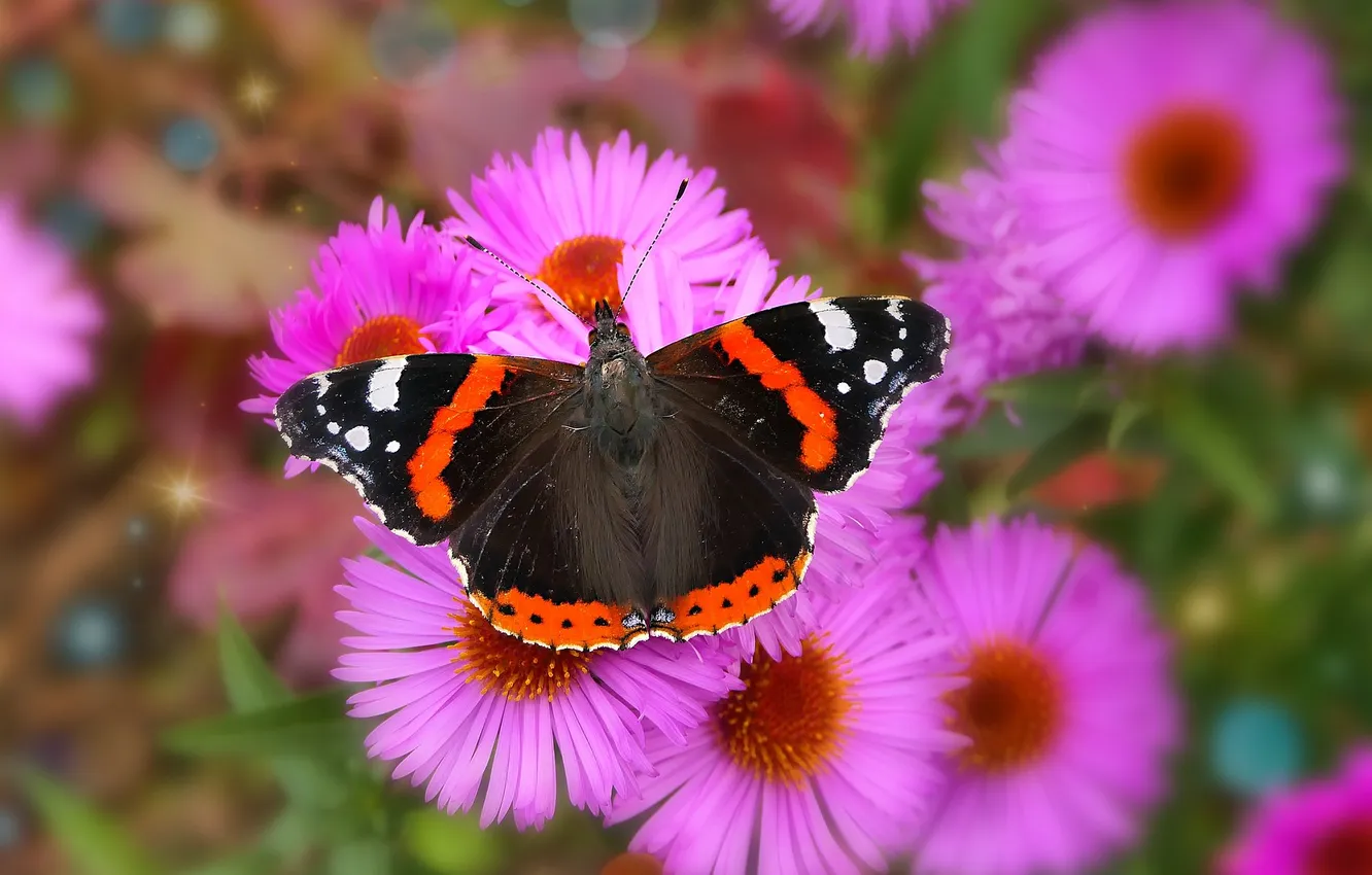 Photo wallpaper flowers, macro, butterfly, wings, beautiful, closeup