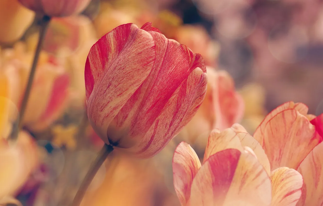 Photo wallpaper flowers, nature, tulips