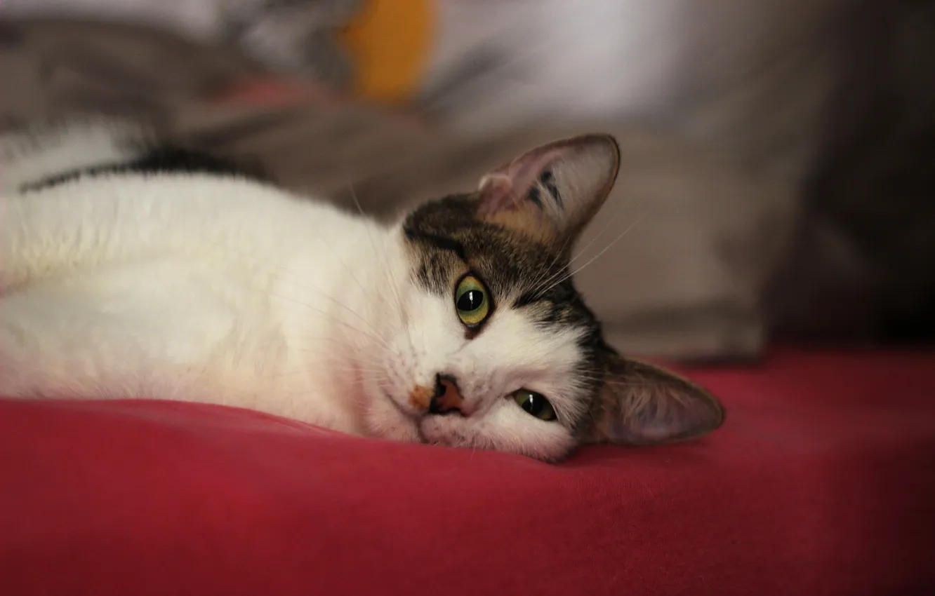 Photo wallpaper eyes, cat, look, Kota