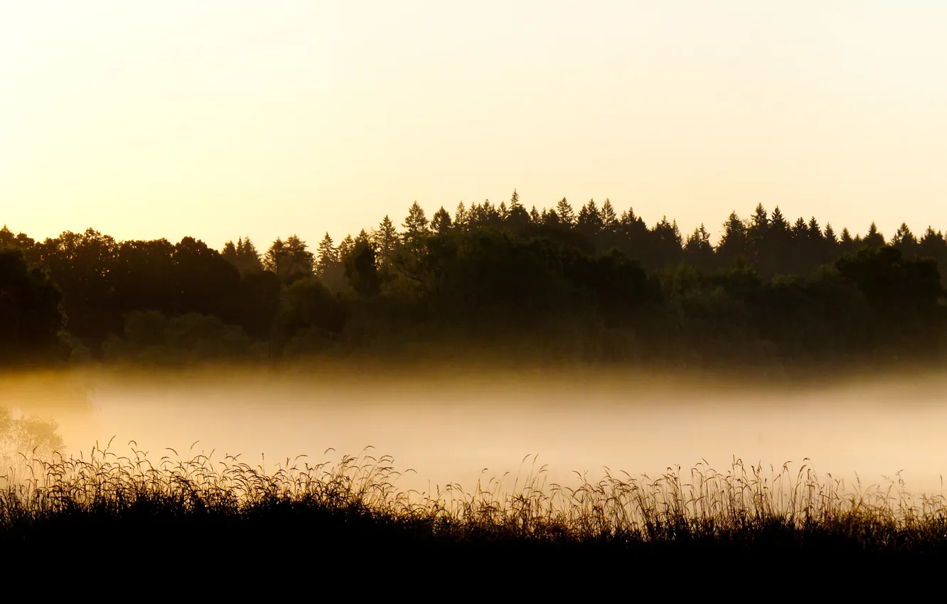 Photo wallpaper forest, trees, landscape, fog, photo, haze