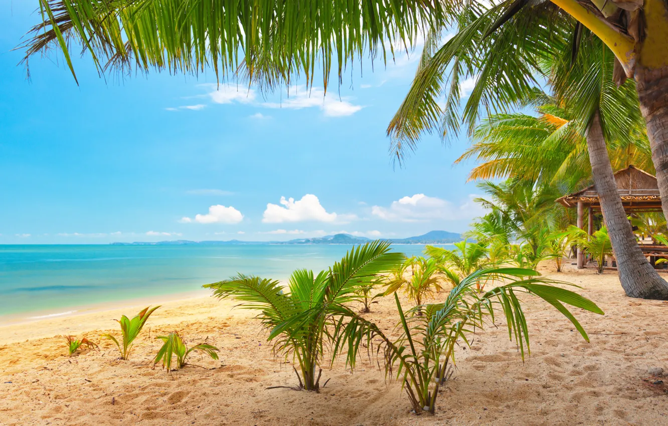 Photo wallpaper sand, sea, the sky, clouds, landscape, nature, tropical beach, palm trees