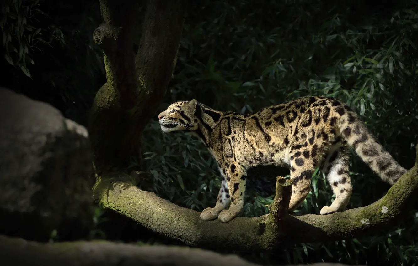 Photo wallpaper light, trees, pose, stones, foliage, clouded leopard