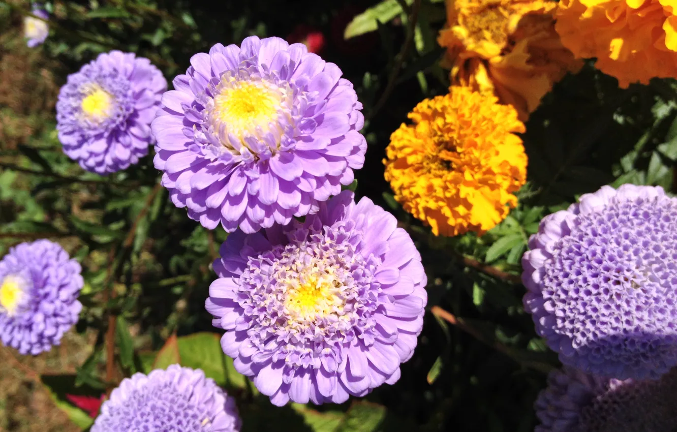 Photo wallpaper purple, flowers, beautiful, flower, beautiful, violet