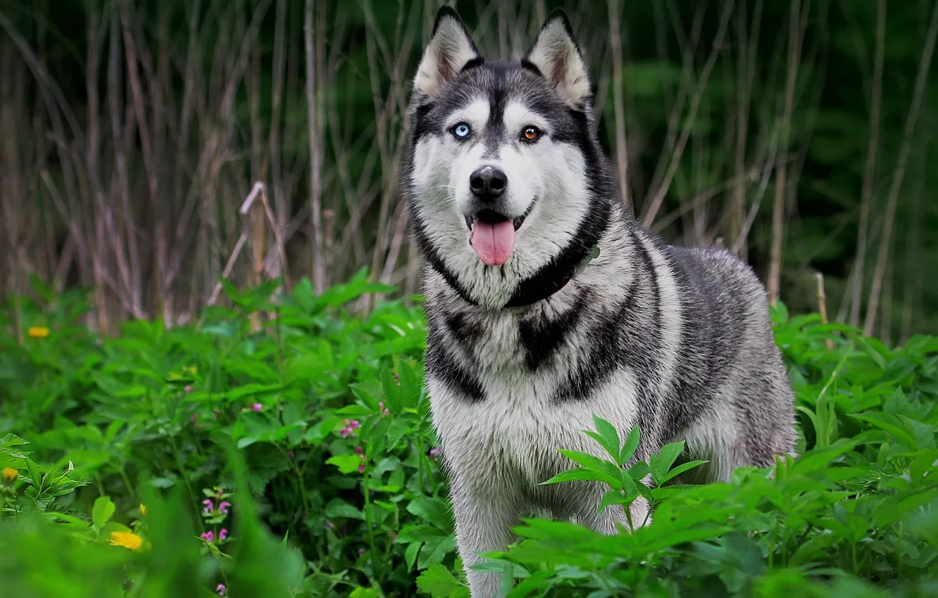 Photo wallpaper grass, eyes, nature, animal, husky