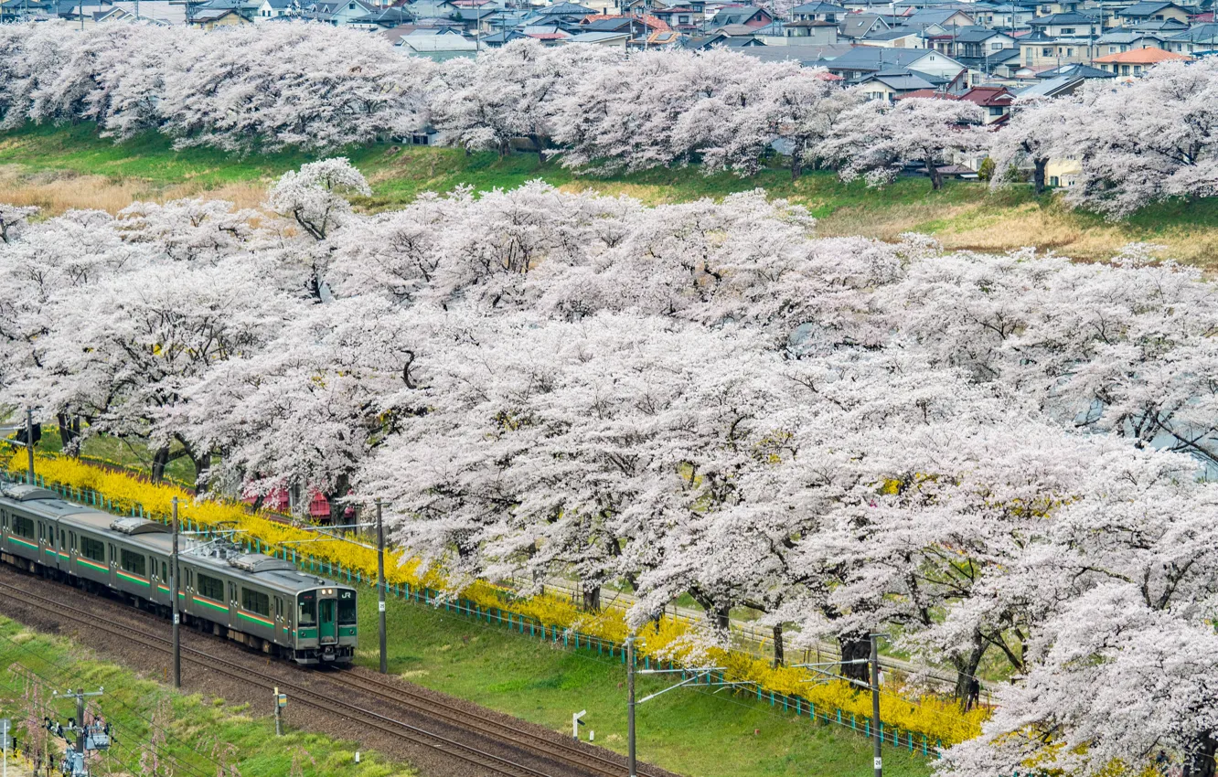 Photo wallpaper landscape, the city, train, home, spring, Japan, Sakura, flowering