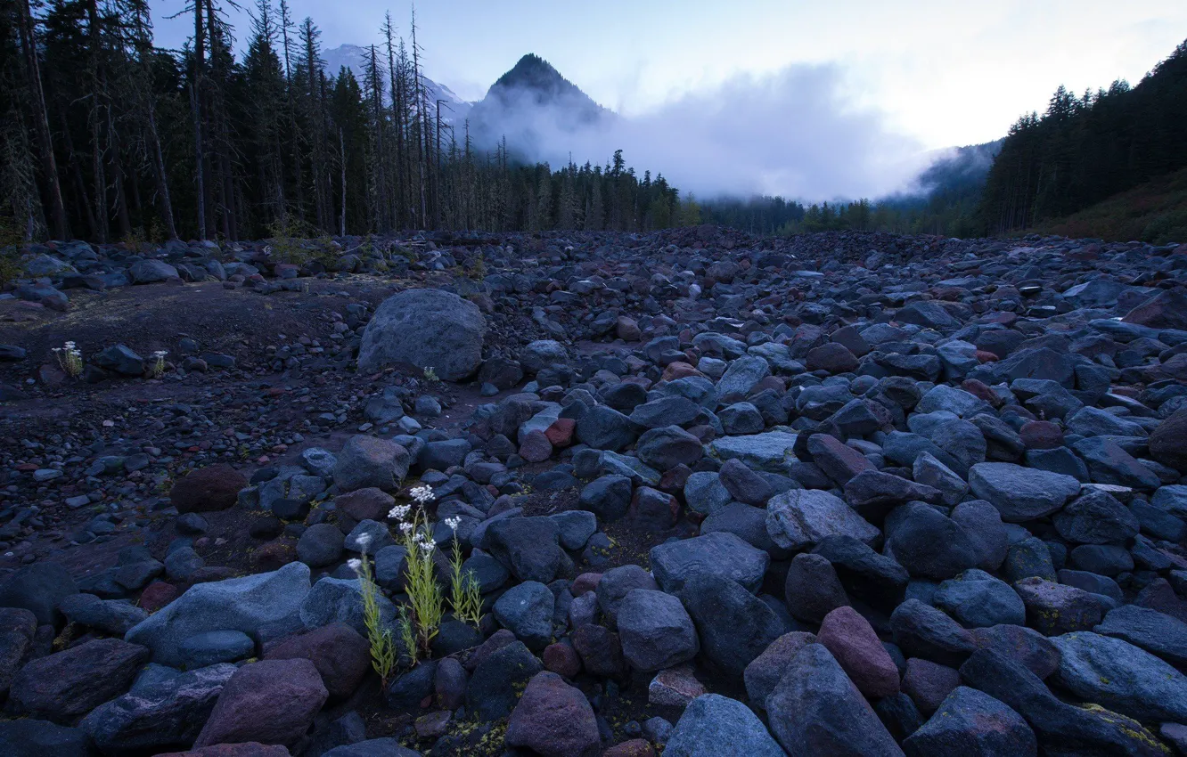 Photo wallpaper forest, stones, mountain hill