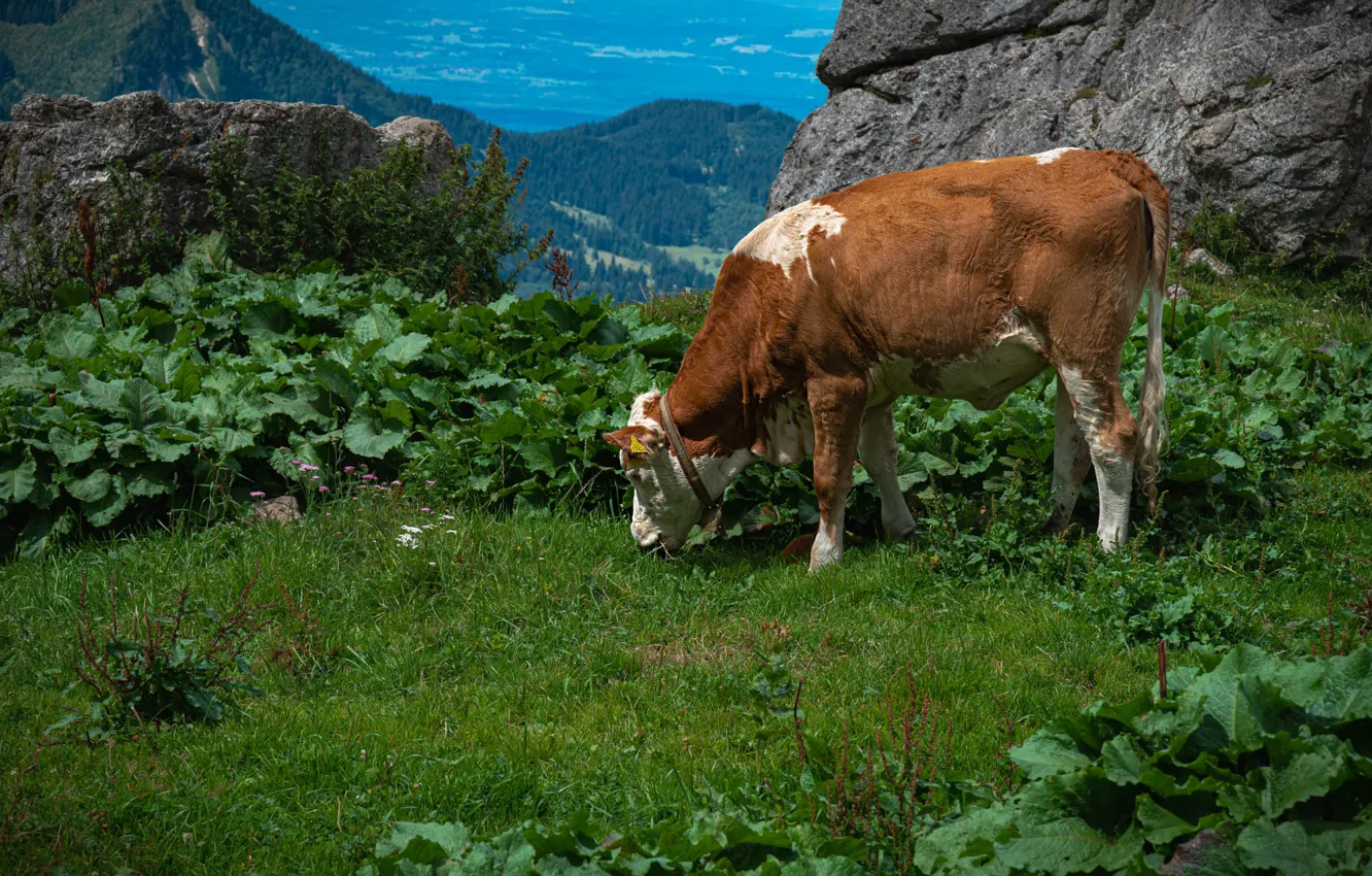 Photo wallpaper greens, grass, leaves, mountains, nature, stones, rocks, thickets