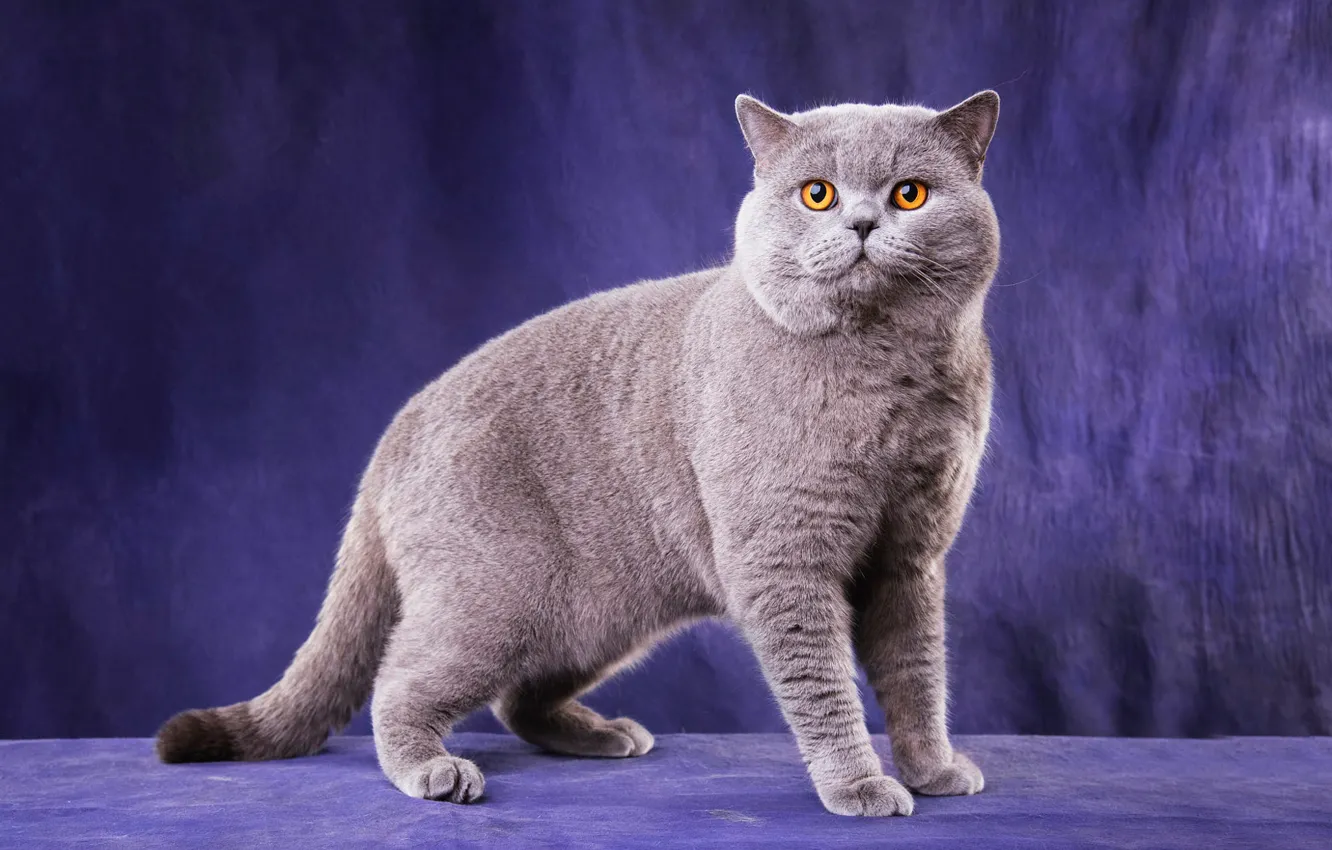 Photo wallpaper cat, cat, look, pose, grey, sweetheart, cat, legs