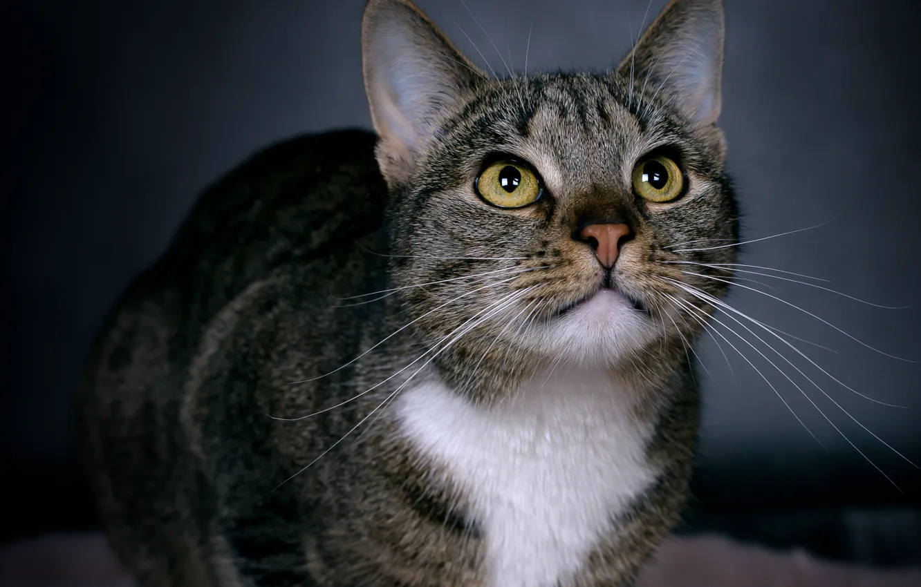 Photo wallpaper cat, cat, look, face, striped