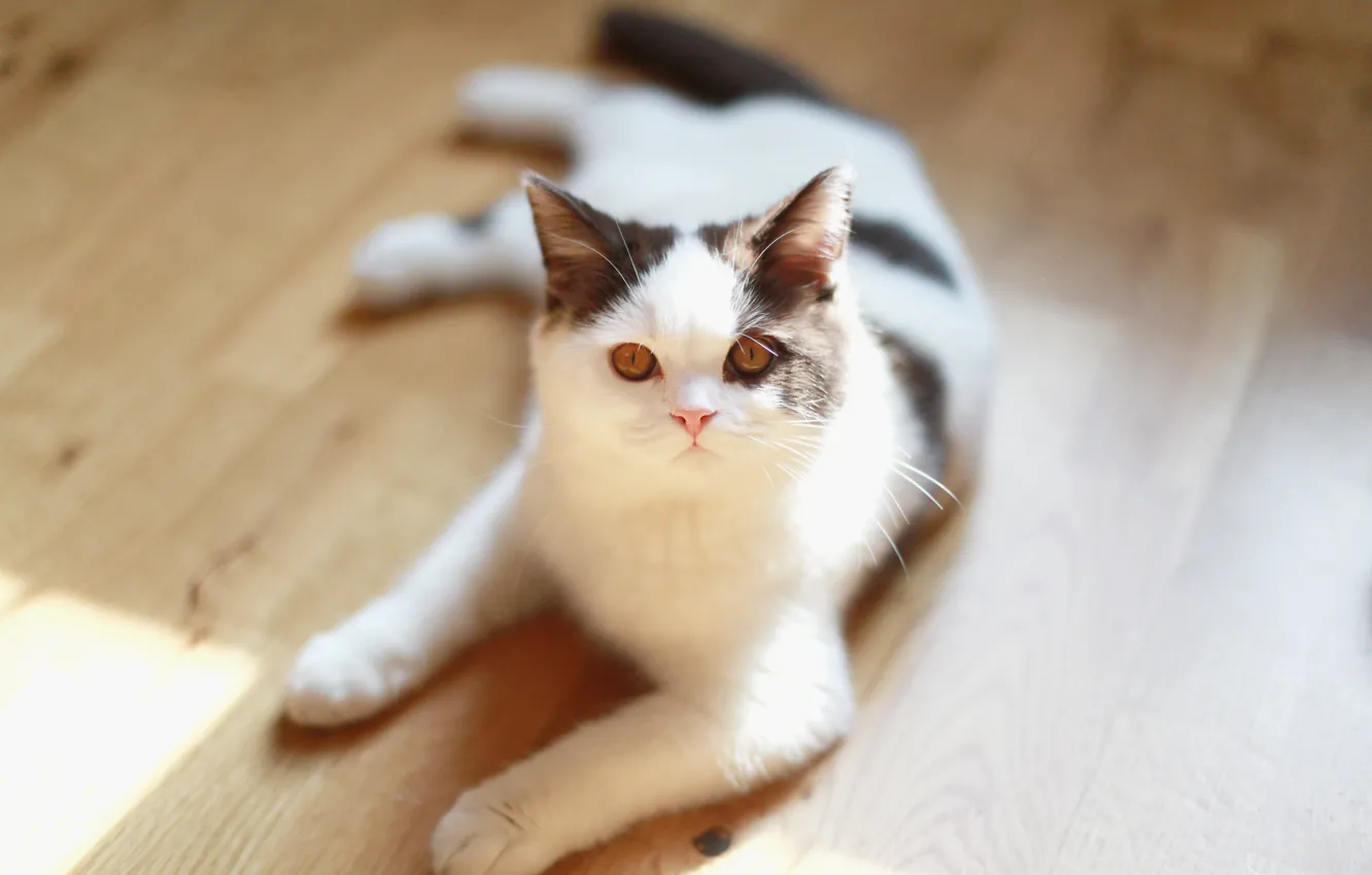 Photo wallpaper cat, look, wool, floor, lies, looks
