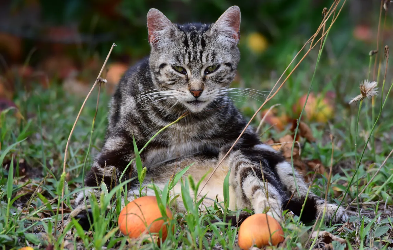 Photo wallpaper cat, cat, look, pose, grey, apples, garden, sitting