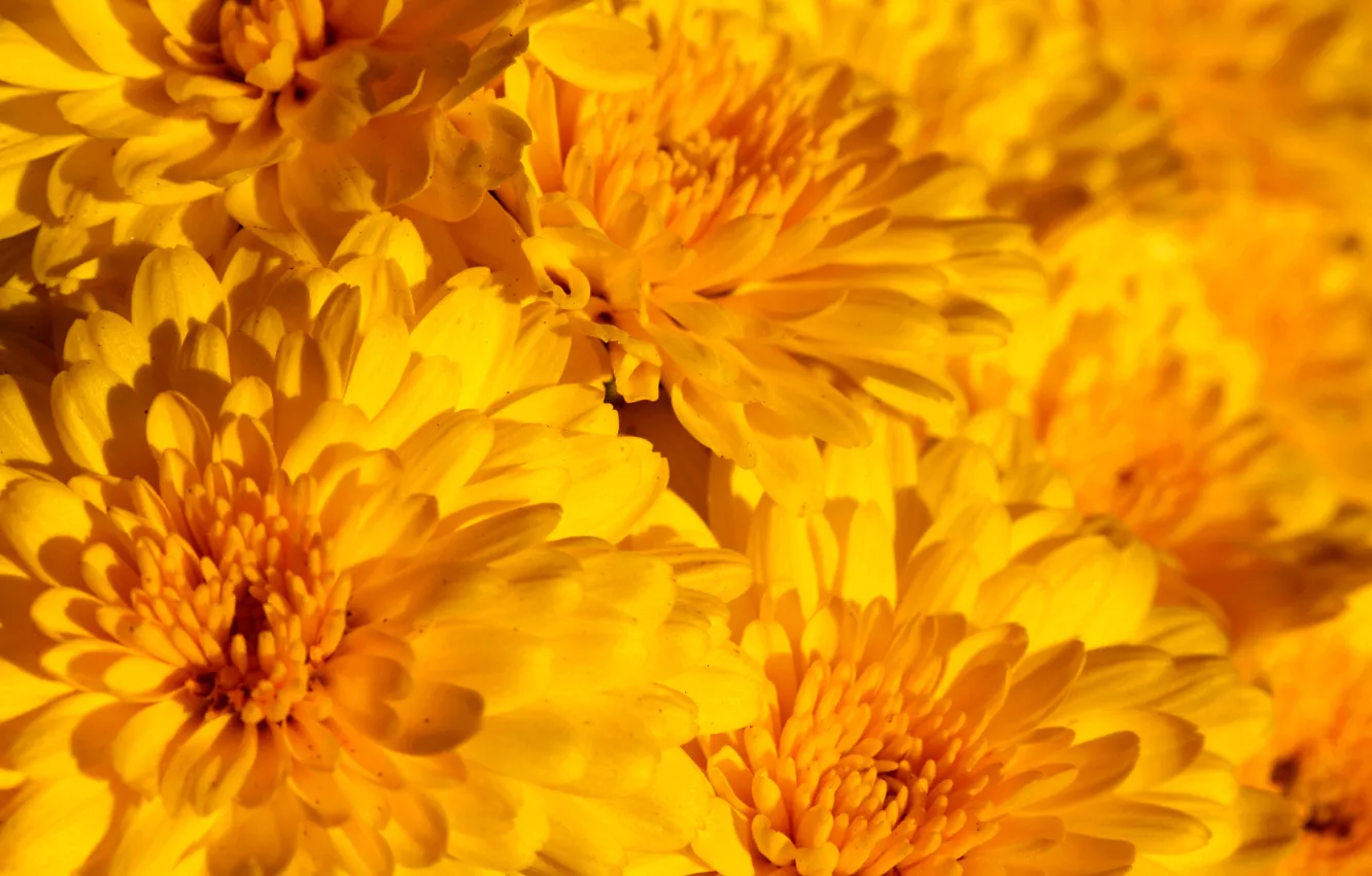 Photo wallpaper carpet, texture, petals