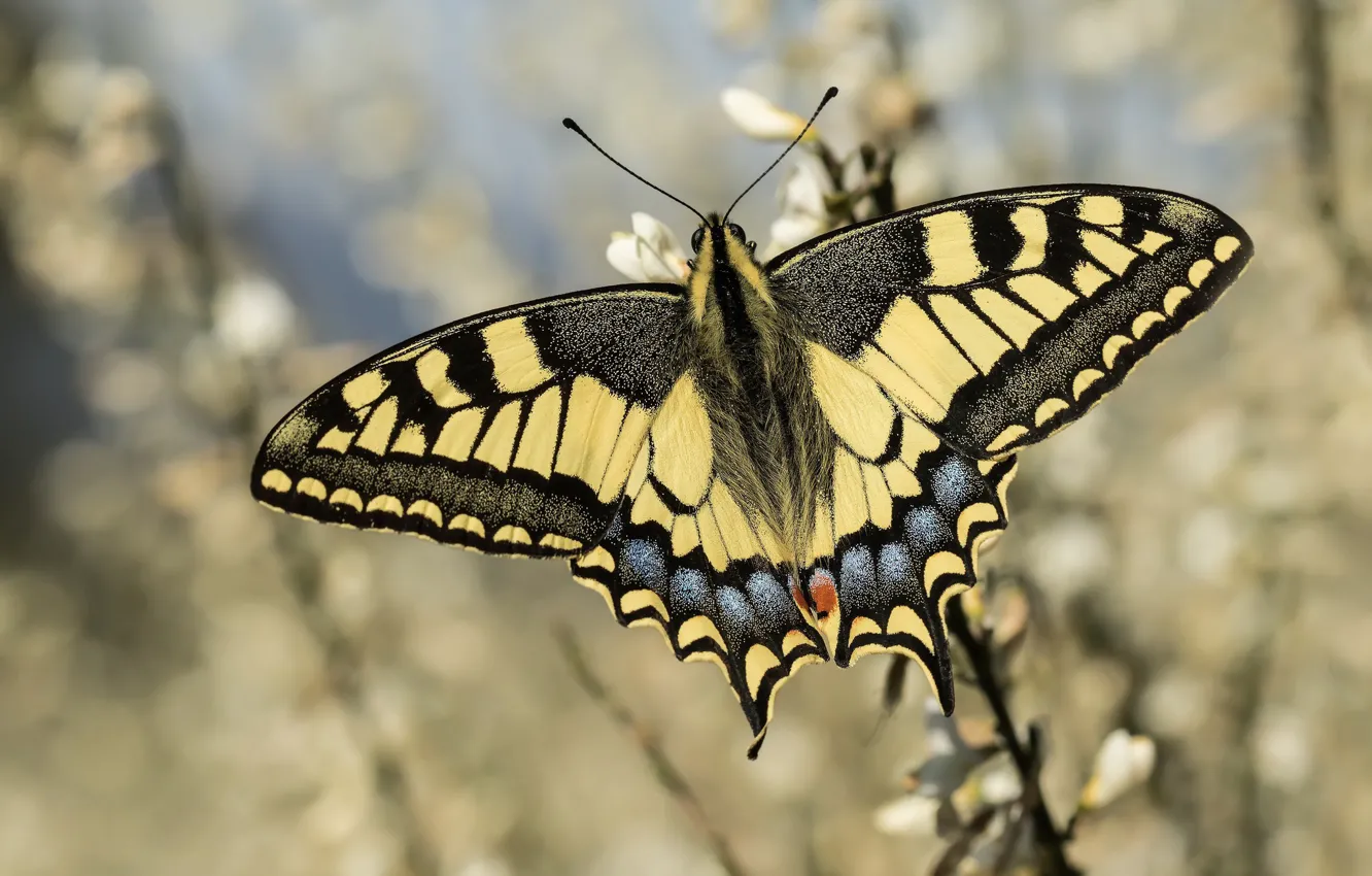 Photo wallpaper butterfly, bokeh, swallowtail