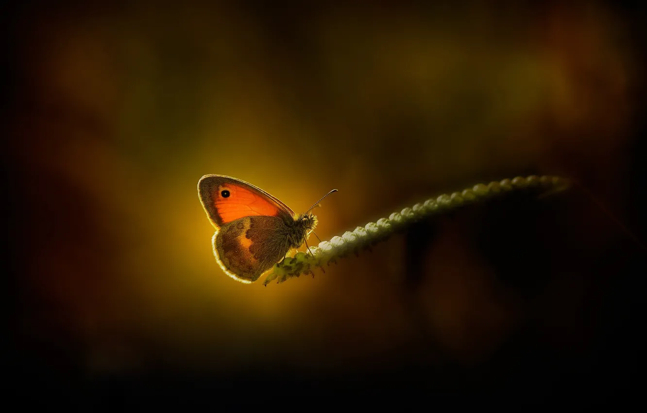 Photo wallpaper macro, light, butterfly, spike
