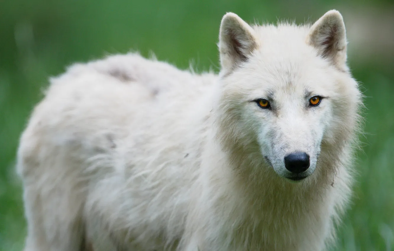 Photo wallpaper nature, Gray Wolf, face, animal, wolf, canis lupus, wildlife, head