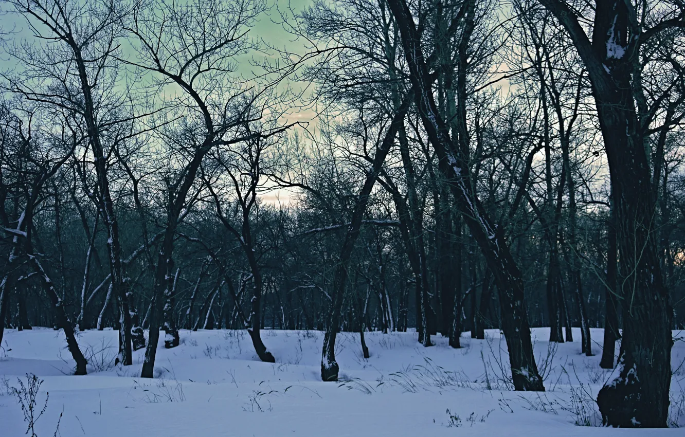 Photo wallpaper forest, the sky, the sun, trees, landscape, nature, in the background, filter