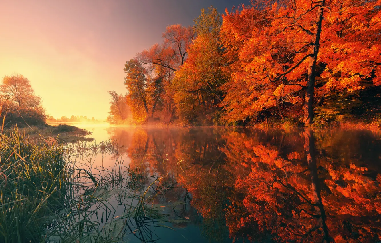 Photo wallpaper autumn, forest, river