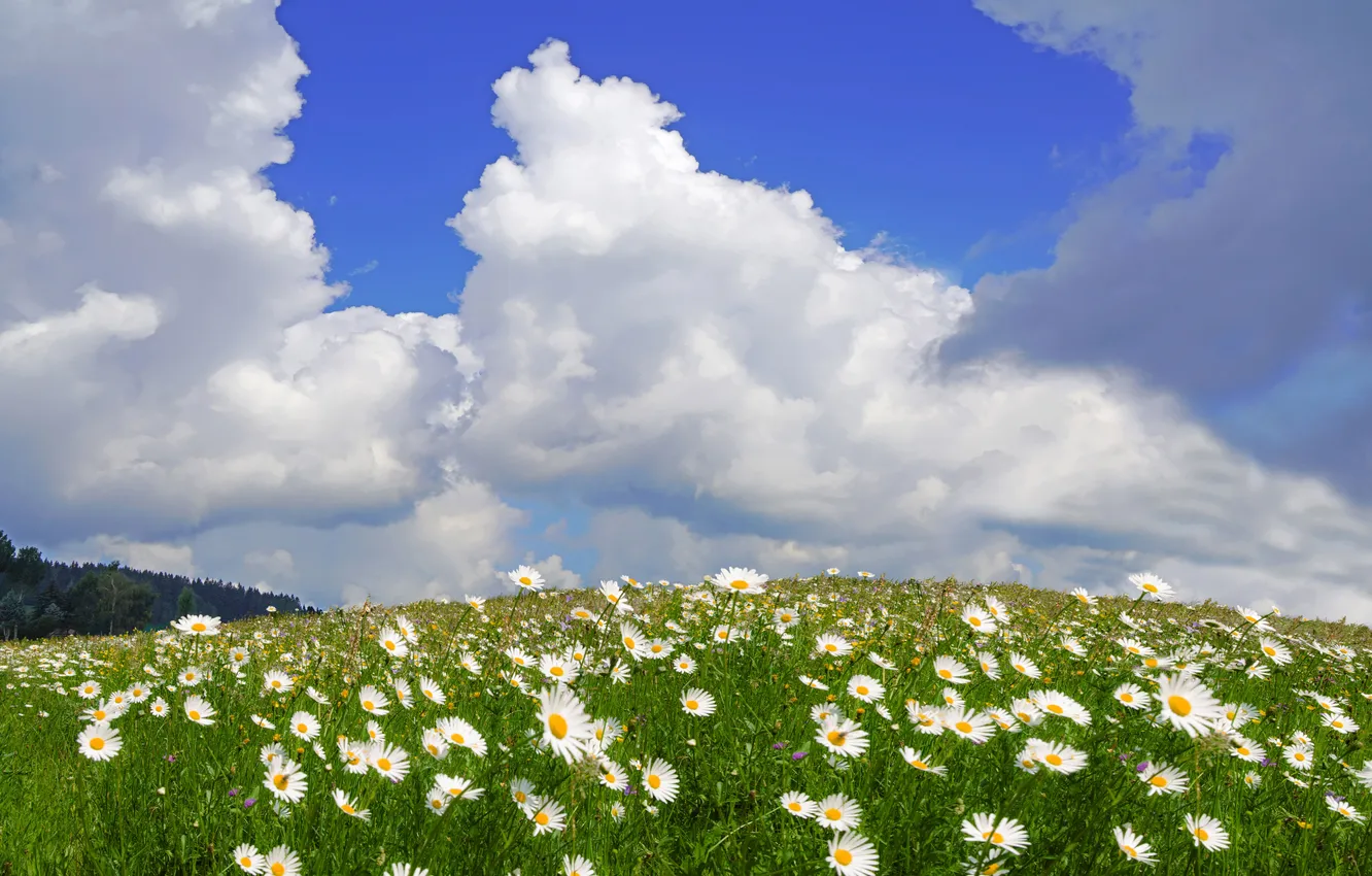 Photo wallpaper the sky, clouds, flowers, blue, chamomile, chamomile field