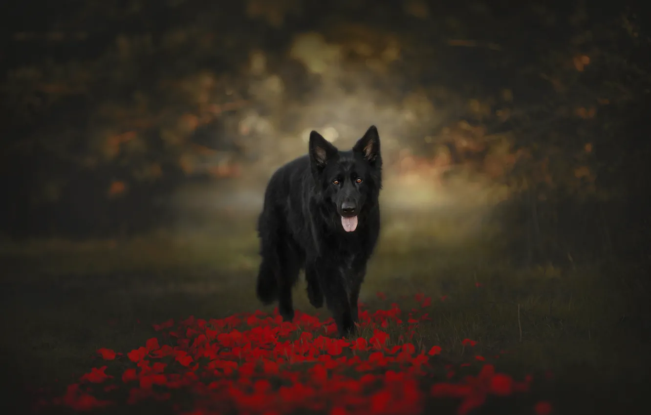 Photo wallpaper black, red, dog, flowers, lawn, Maki, branches, language