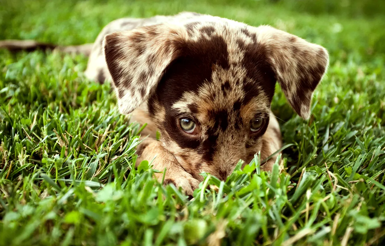 Photo wallpaper grass, look, Dog, puppy