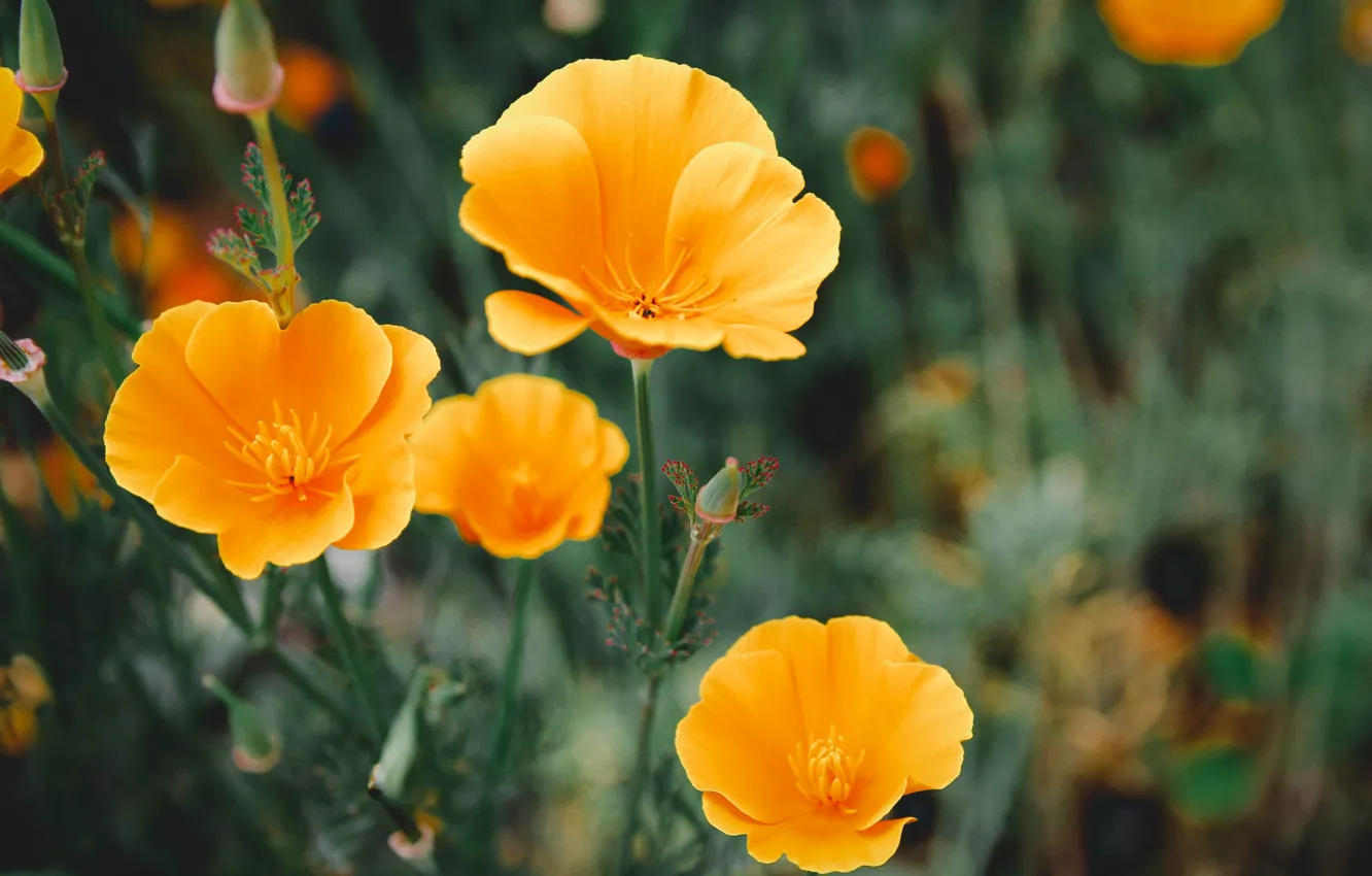 Photo wallpaper summer, macro, flowers, nature, summer, nature, flowers, macro