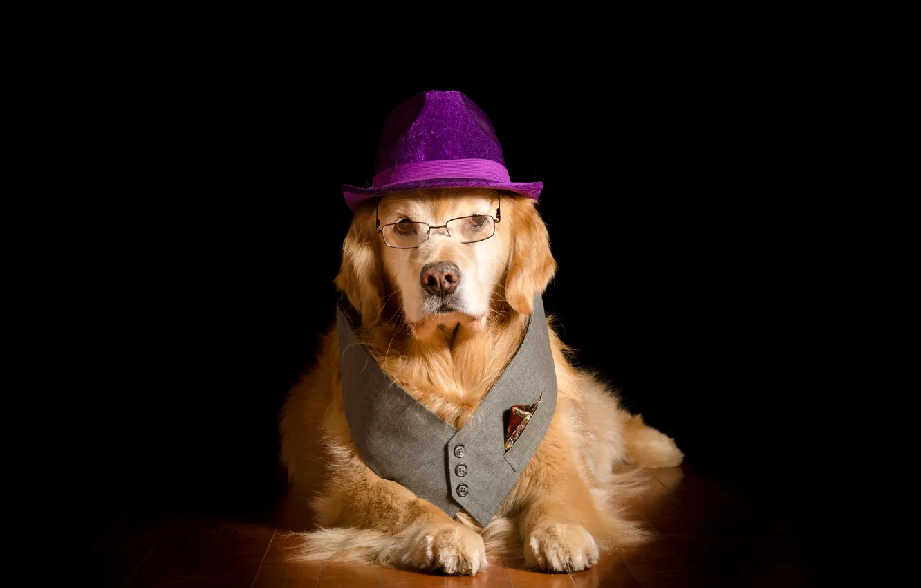 Photo wallpaper dog, positive, hat, glasses, black background, hat, dog, glasses
