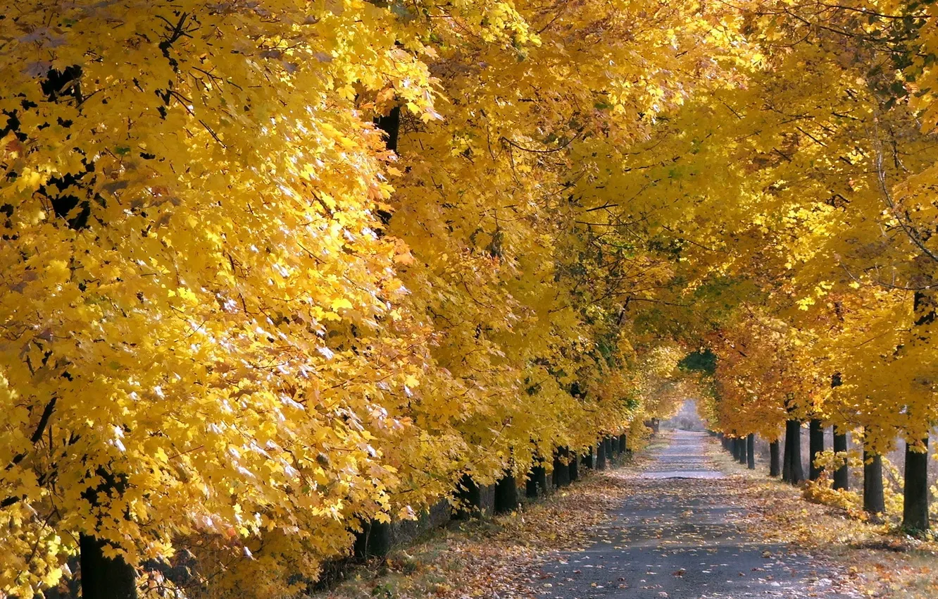 Photo wallpaper autumn, leaves, trees