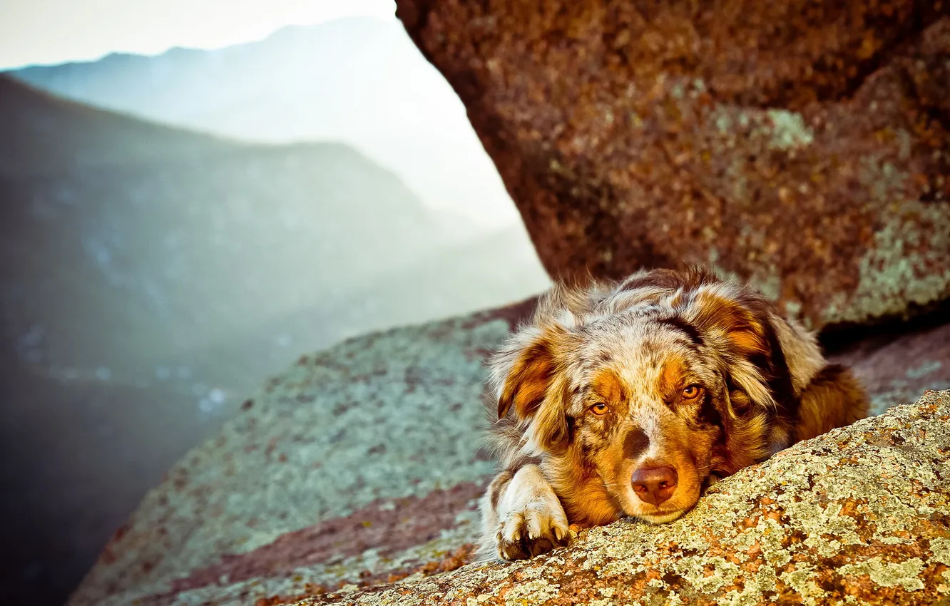Photo wallpaper mountains, background, dog