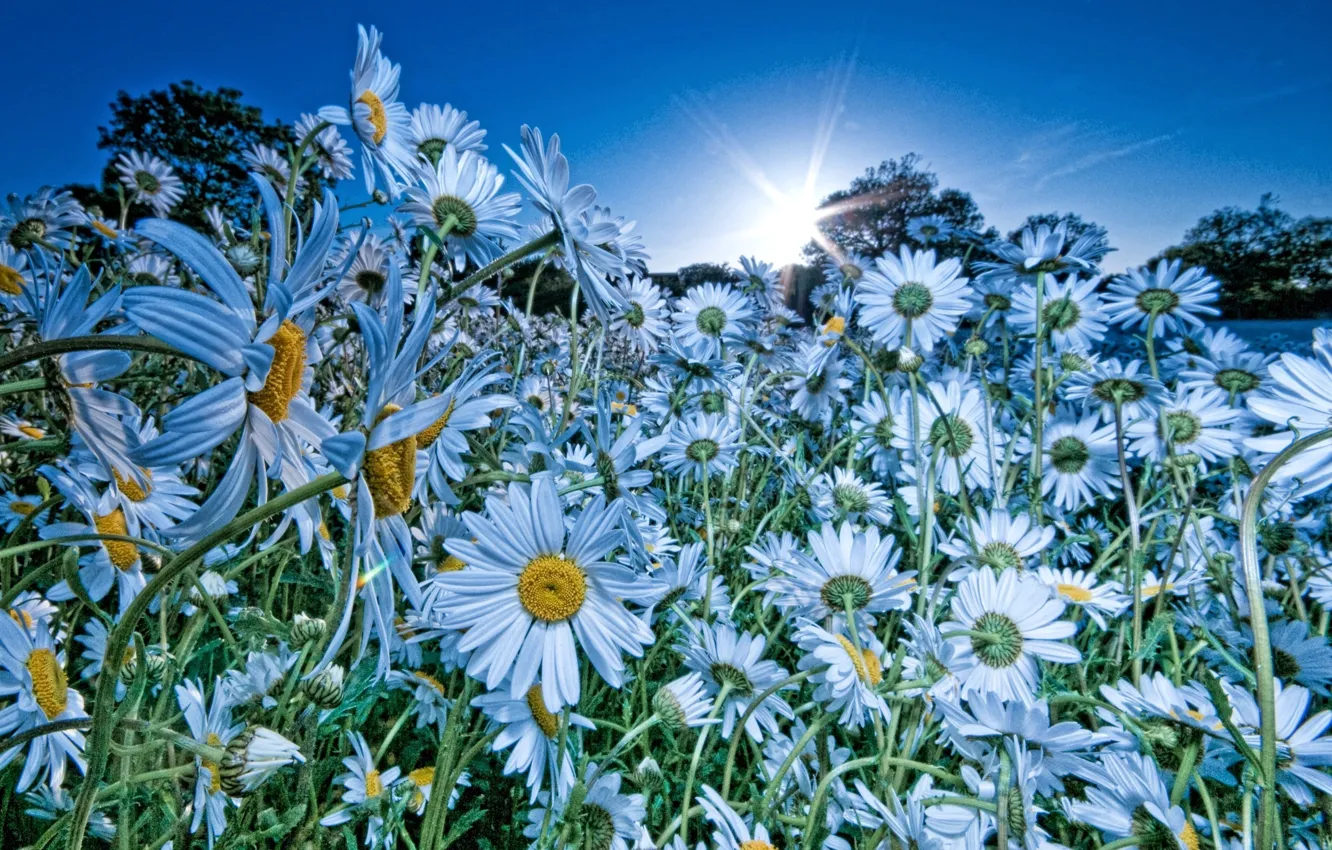 Photo wallpaper field, the sky, the sun, flowers, nature, chamomile, blue color