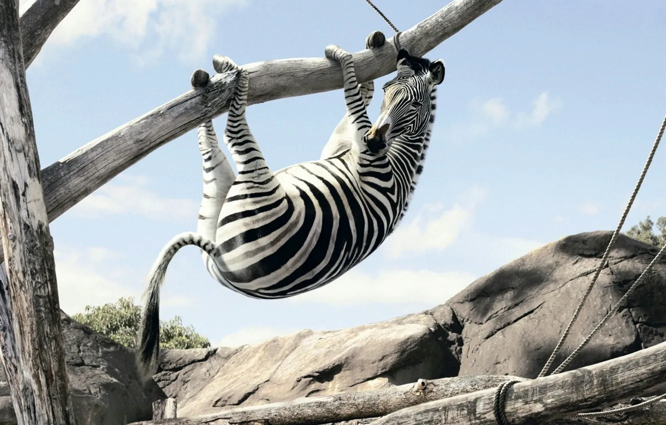 Photo wallpaper fear, tree, Zebra