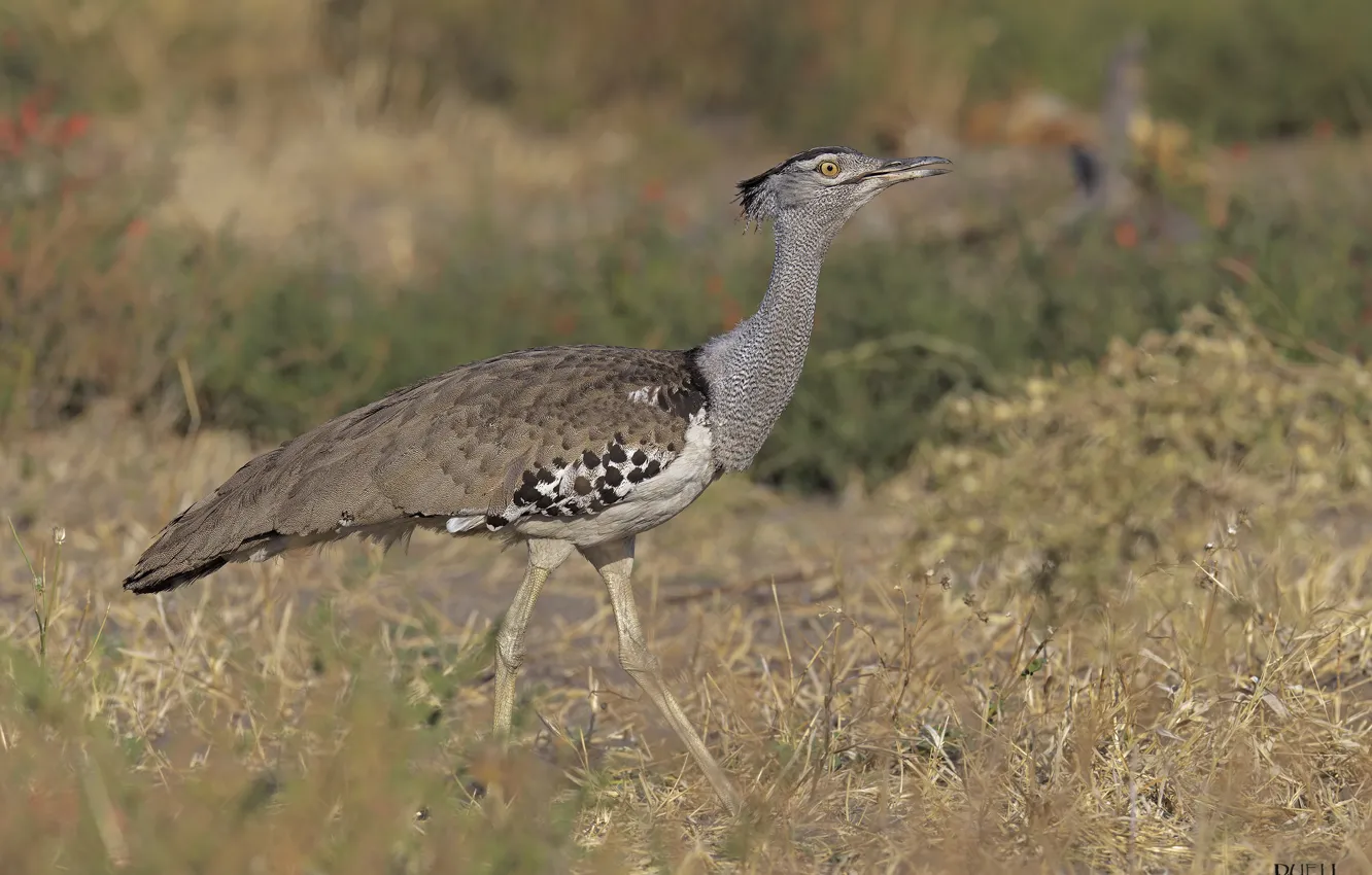 Photo wallpaper background, bird, DUELL ©, bustard