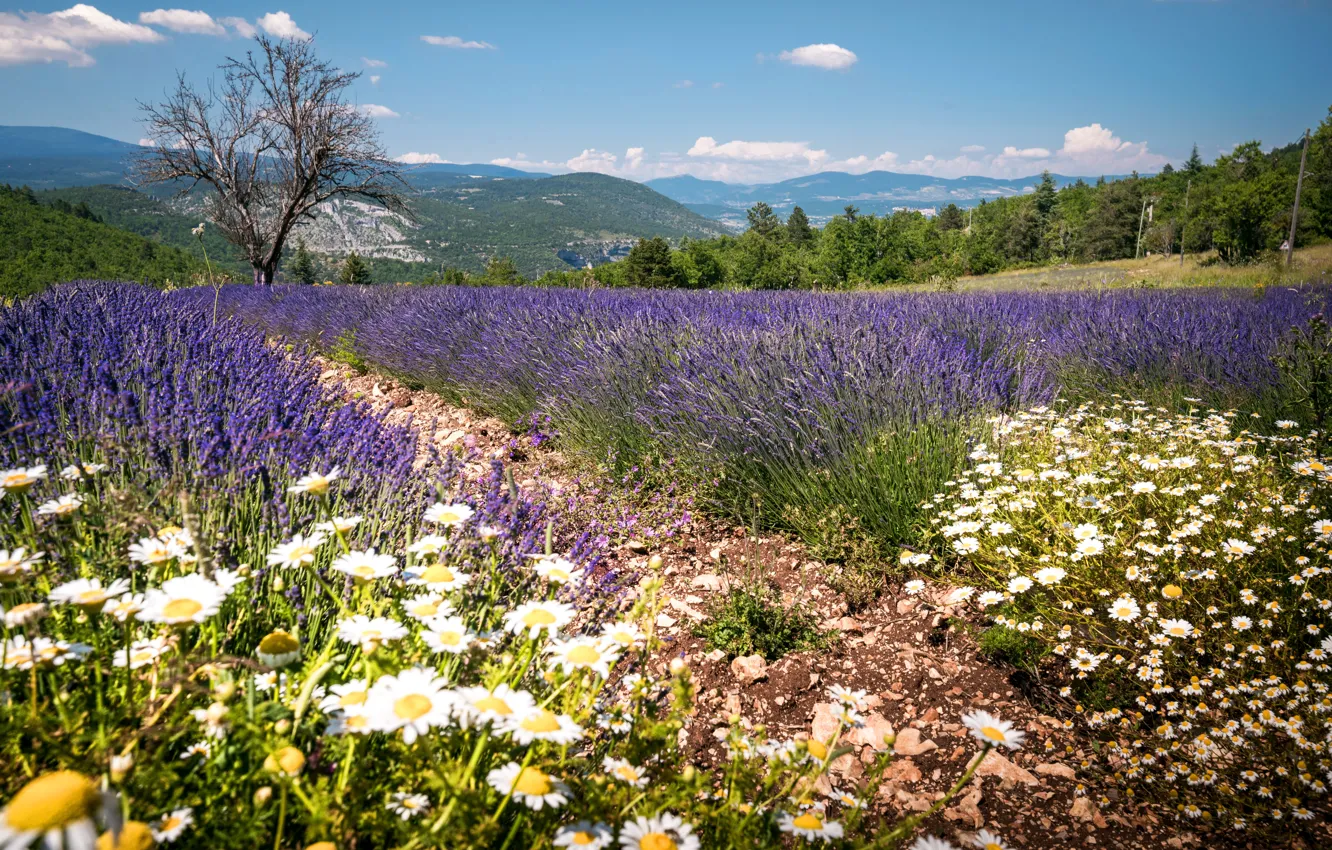 Photo wallpaper field, forest, the sky, clouds, trees, mountains, France, chamomile