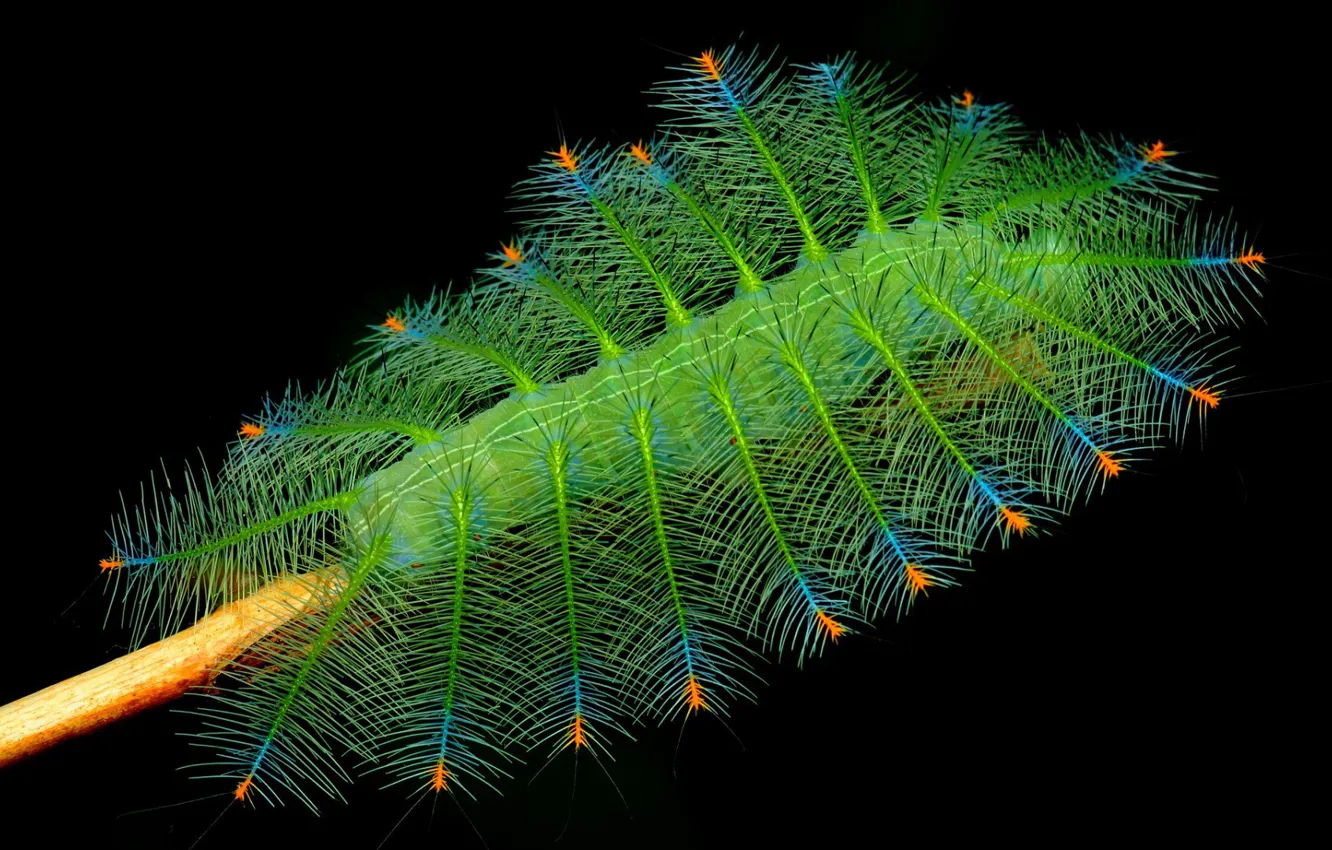 Photo wallpaper caterpillar, branches, nature, insect