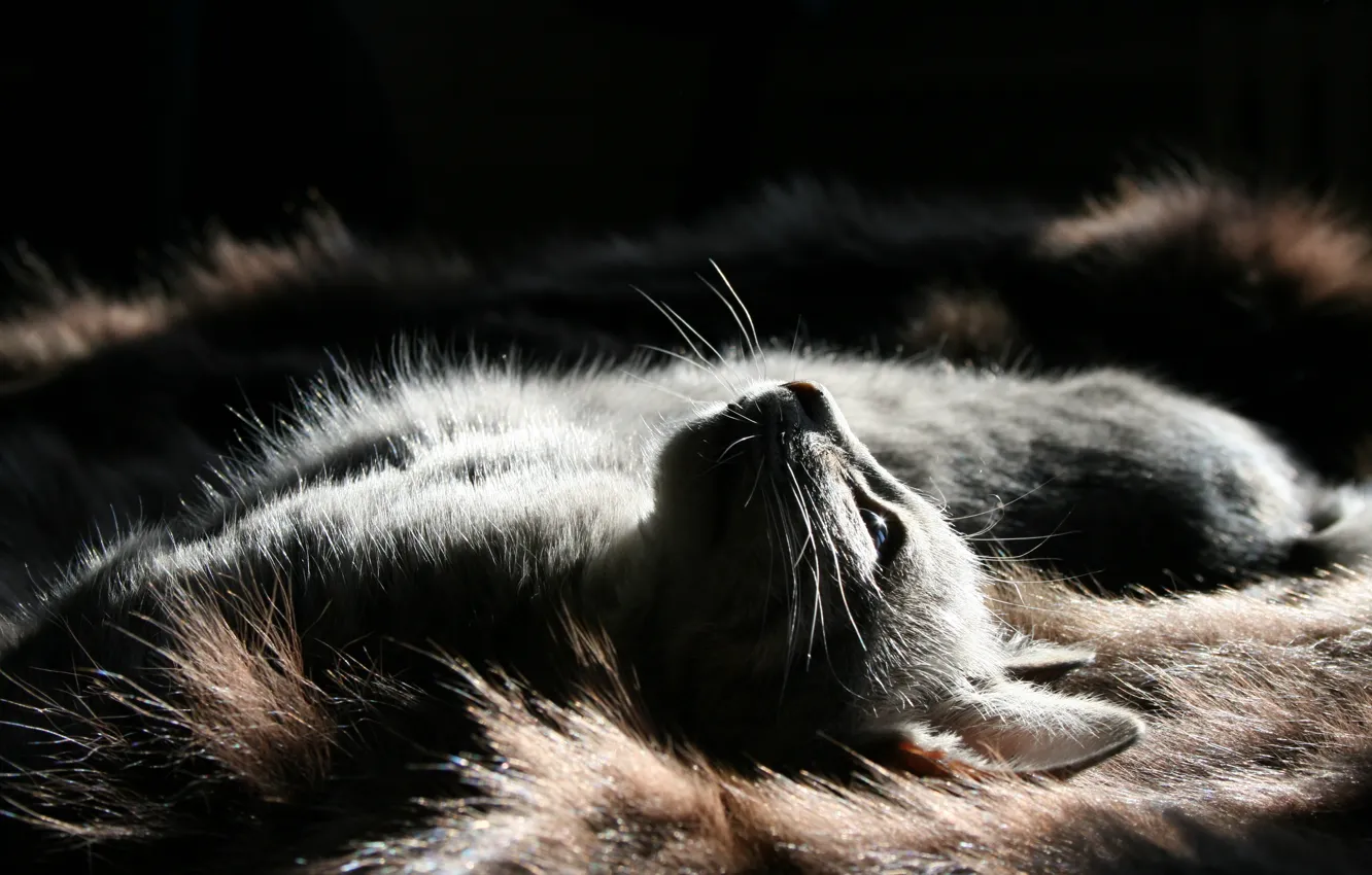 Photo wallpaper cat, light, fur, animal, pet