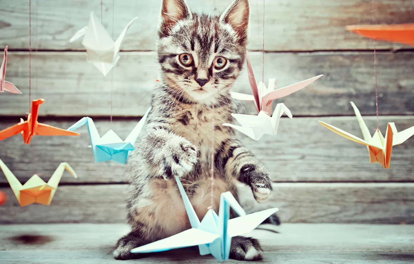 Photo wallpaper background, Board, birds, kitty, origami, bokeh
