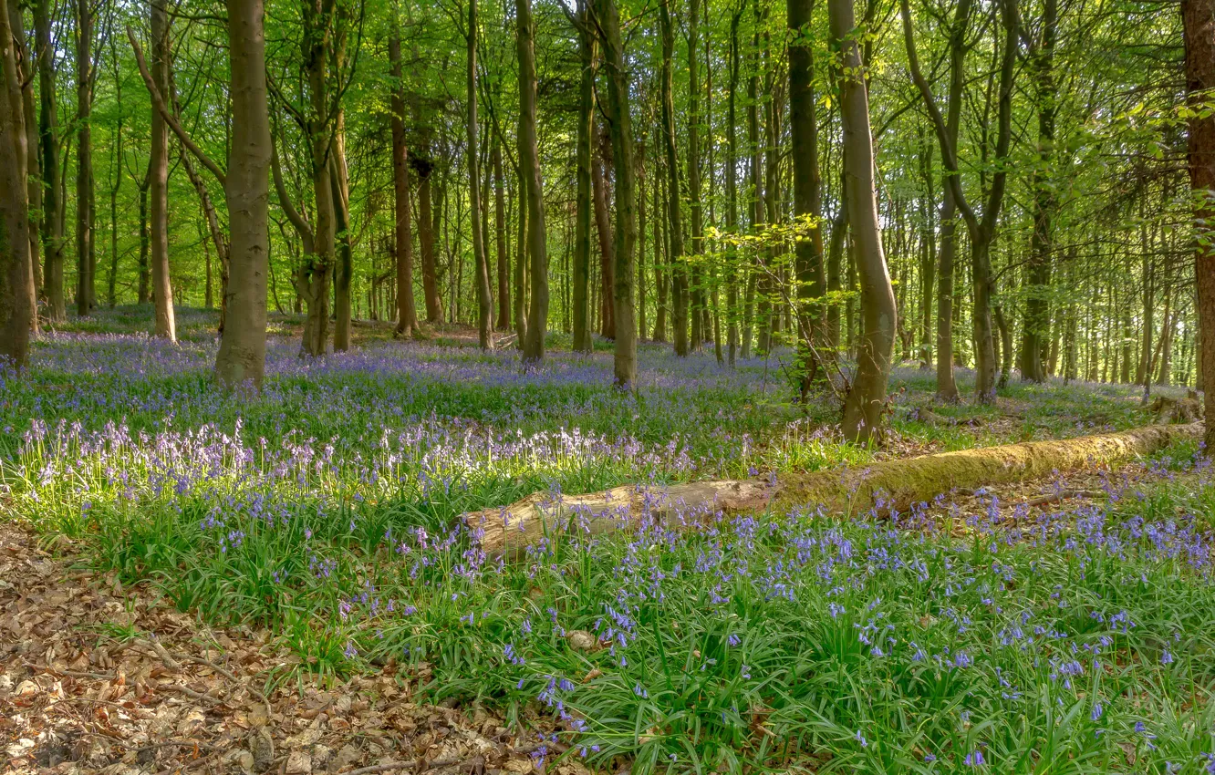 Photo wallpaper forest, summer, grass, leaves, trees, flowers, bells, Dry