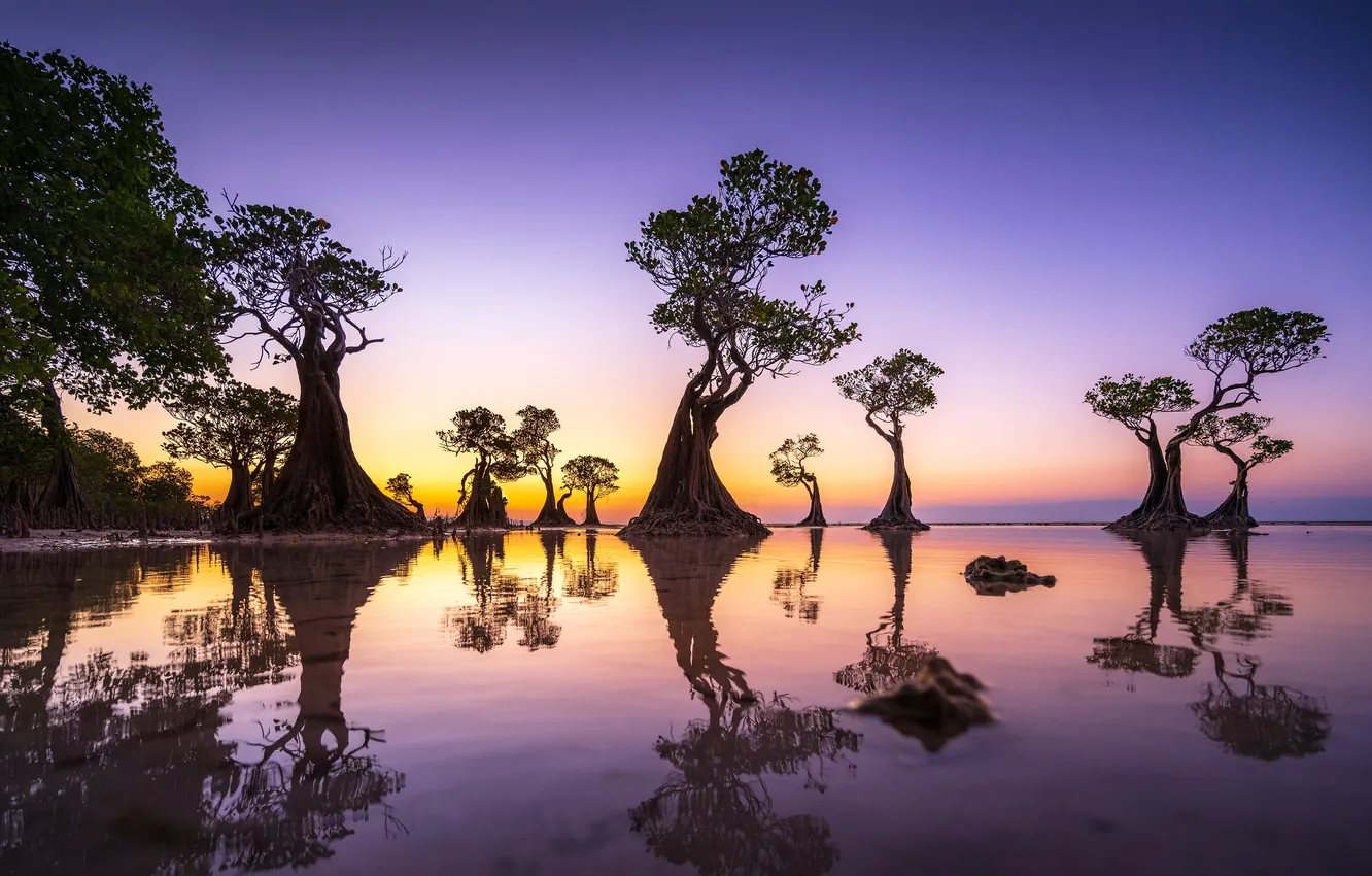Photo wallpaper Indonesia, Indonesia, Walakiri Beach, the island of Sumba, island of Sumba, Valakiri Beach, Mangrove trees, …