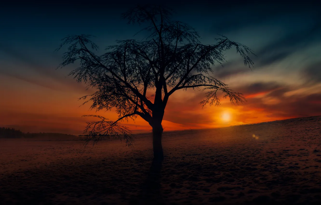 Photo wallpaper field, the sky, trees, the evening